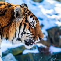 Общий preview