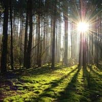 Общий preview