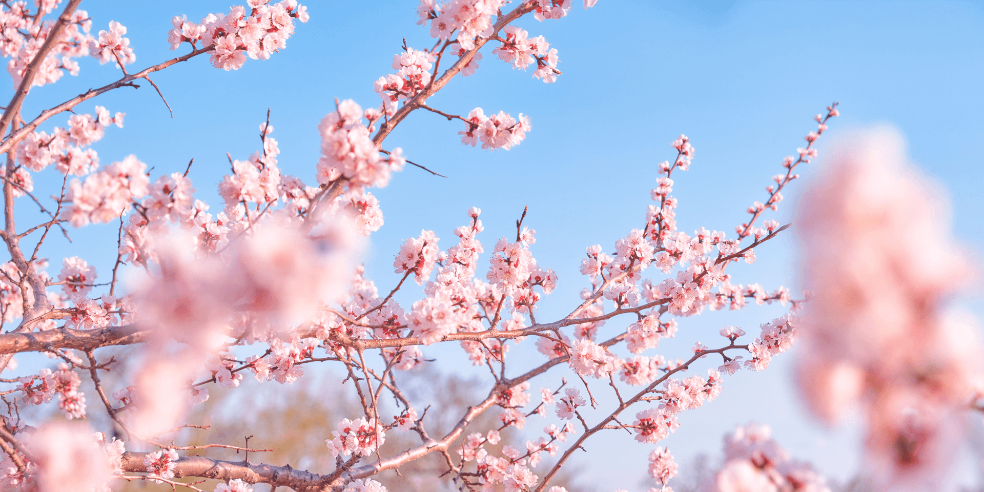 В Сочи цветет сакура