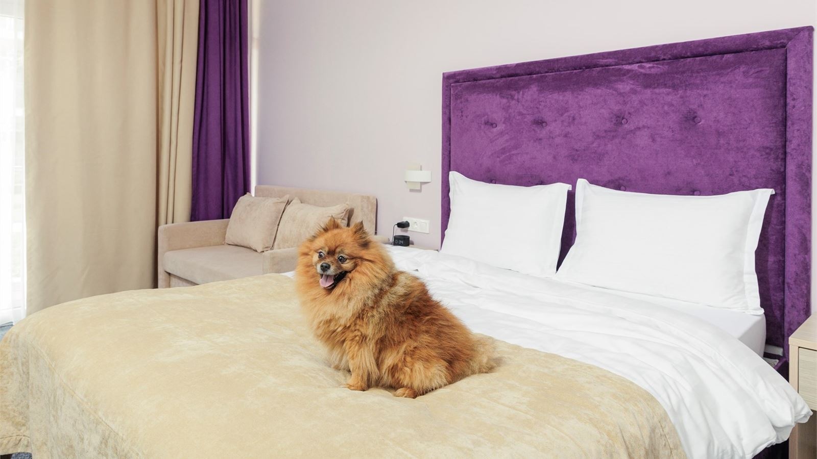 rooms-beta-junior-with-balcony-dog-friendly