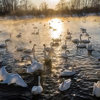Общий preview