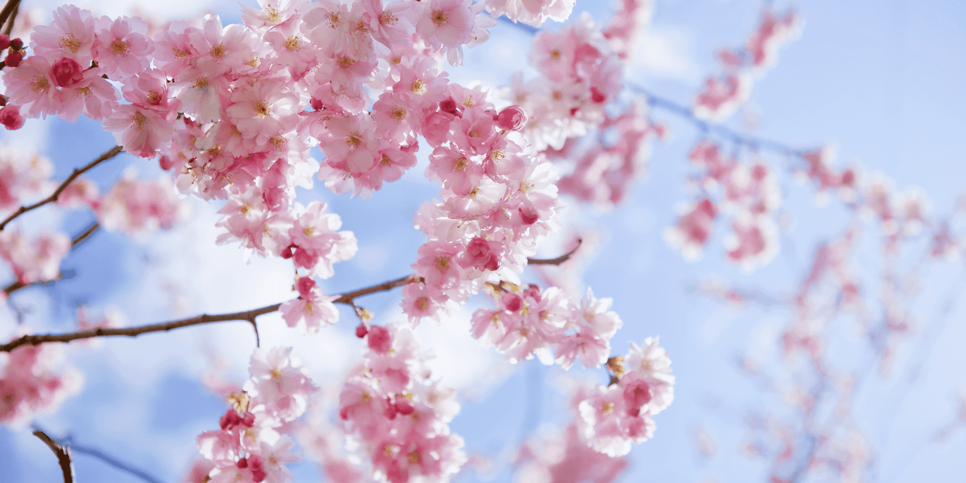 В Таиланде зацветет сакура