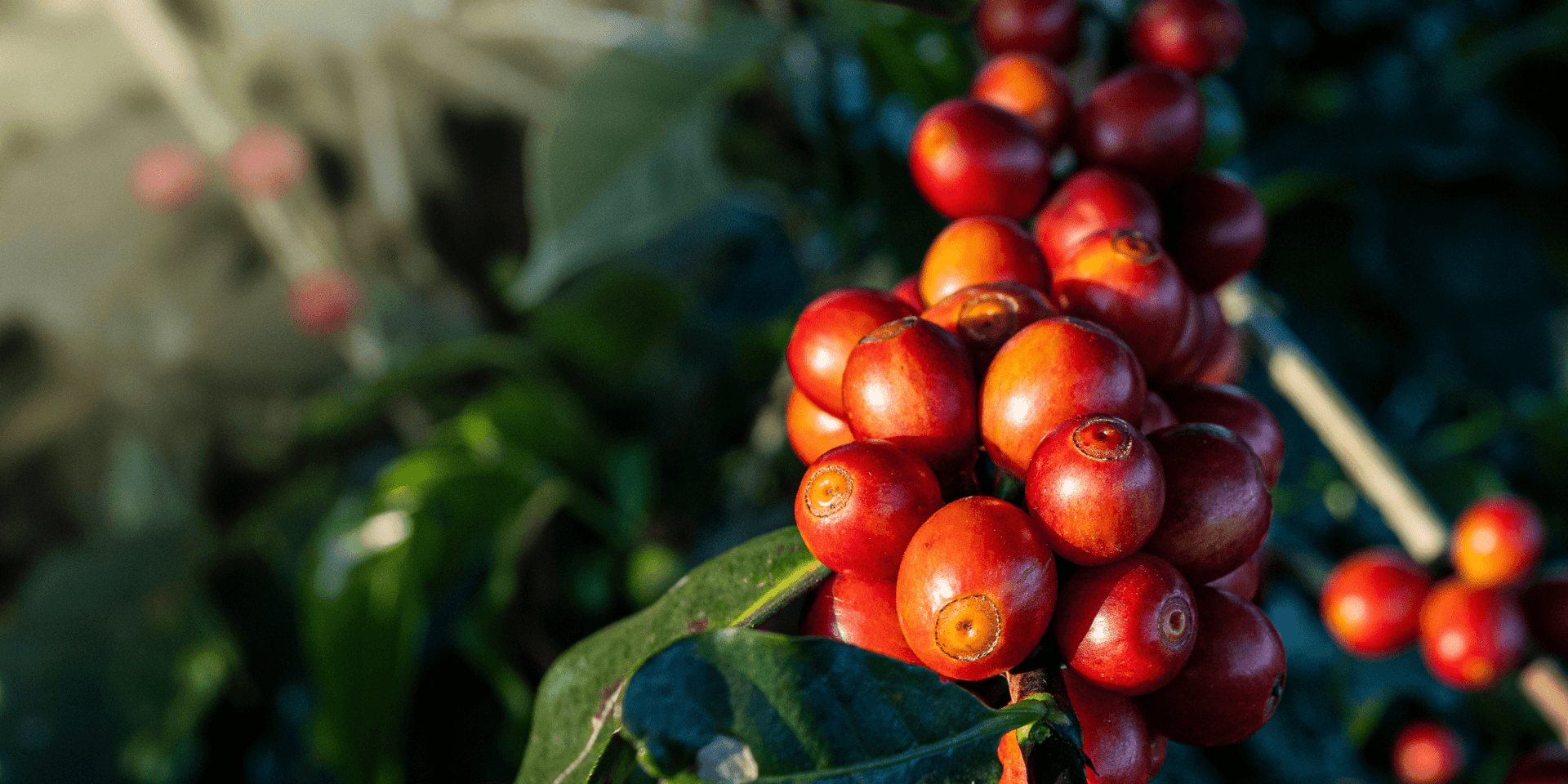 Кофейный город появится в Саудовской Аравии